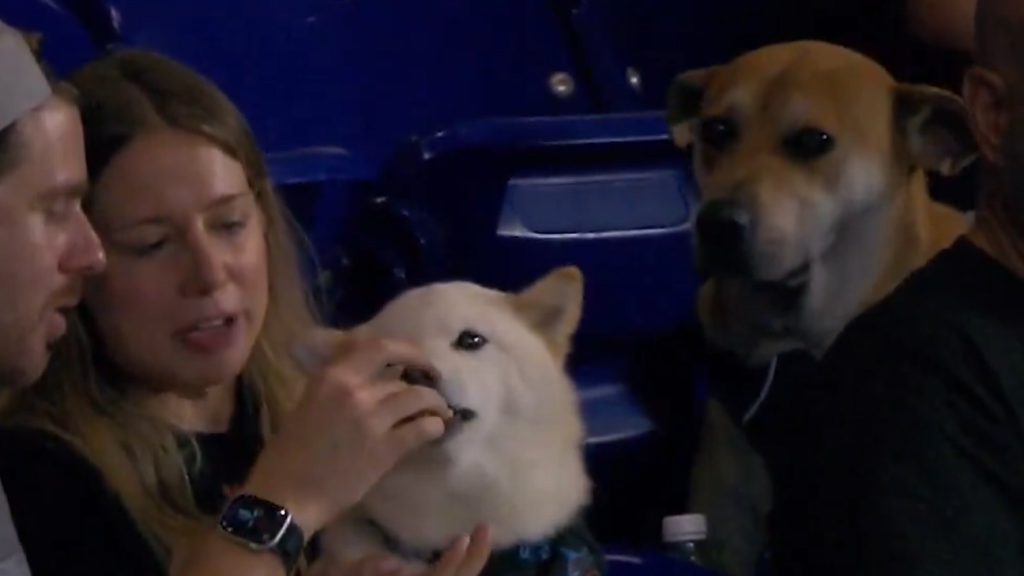 Marlins search for dog teased with hot dog at Rangers matchup