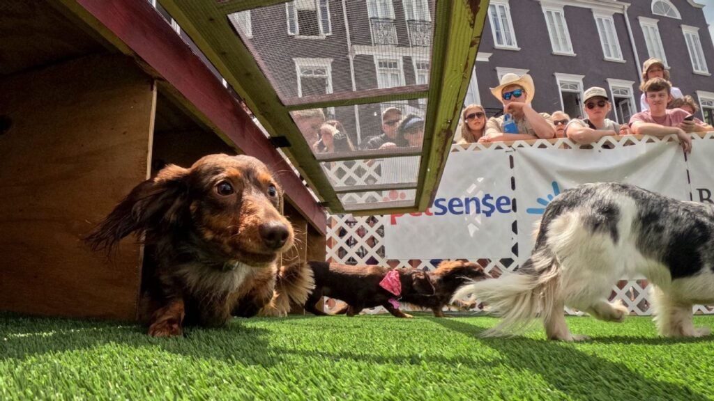 At the Starkville Derby, wiener dogs reign as the 'South's smallest athletes'